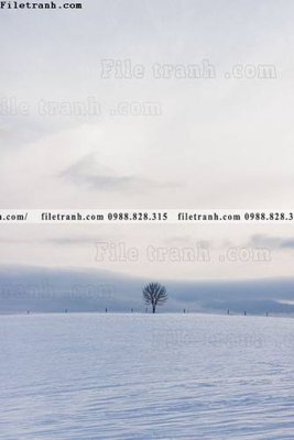 Tệp tin gốc tran don 1 tam phong canh 163 (chất lượng) tran don 1 tam phong canh 163