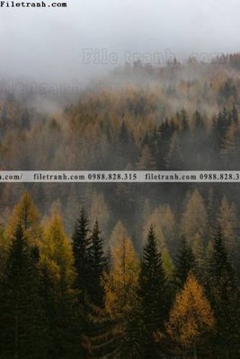 File in mica tran don 1 tam phong canh 208 (bản gốc) sắc sảo