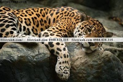 File gốc tranh con bao 650 (cho in UV) siêu nét