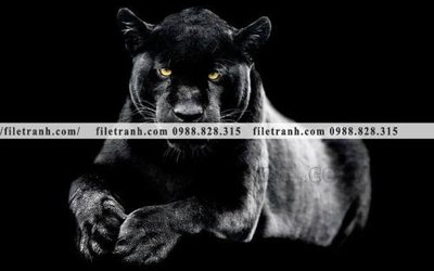 File gốc tranh con bao 656 (ảnh rõ nét) để in