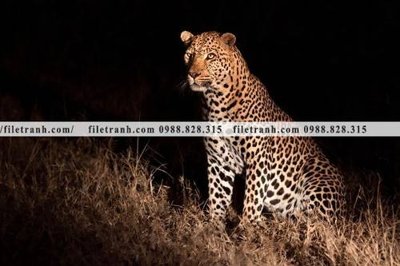 File gốc tranh con bao 657 (cho in UV) siêu nét