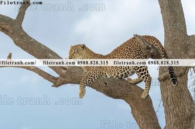 File in trần tranh con bao 659 (file gốc) hoa văn 3D