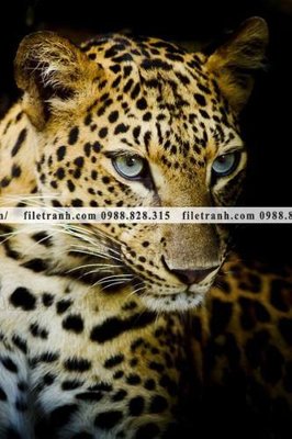 File tranh tranh con bao 668 (bản gốc) treo tường