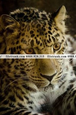 File gốc tranh con bao 677 (in lụa) tranh mã đáo