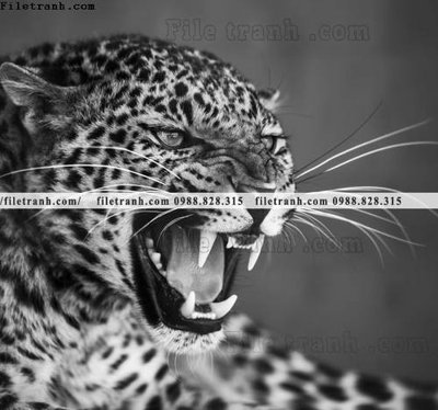 Tệp tin gốc tranh con bao 681 (chất lượng cao) tranh con bao 681