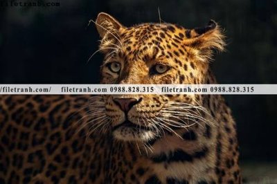 File gốc tranh con bao 691 (ảnh rõ nét) để in