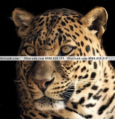 File gốc tranh con bao 693 (phong cách) châu Âu