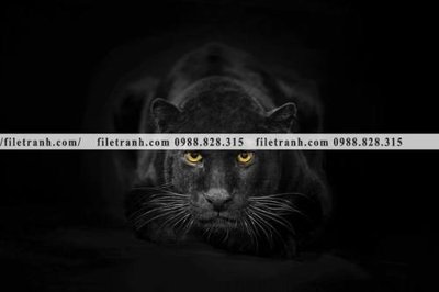 File tranh tranh con bao 695 (ảnh gốc) chi tiết rõ ràng