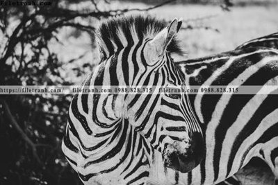 Tải file tranh con ngua van 500 (gốc) in ấn ngay lập tức