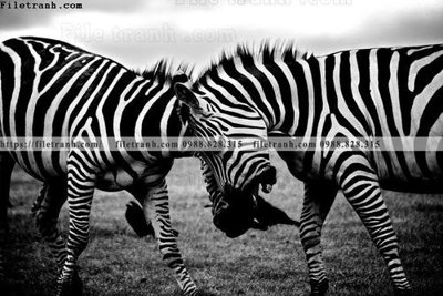 File in mica tranh con ngua van 519 (ảnh gốc) đẹp