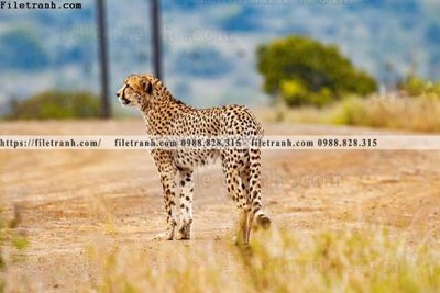 Download file tranh PSD tranh con su tu 500 để chỉnh sửa