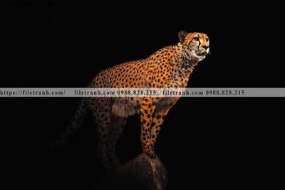 Tải file tranh con su tu 504 (gốc) in trên mọi chất liệu