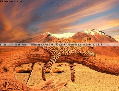 File PSD tranh con su tu 505 (gốc) cho designer