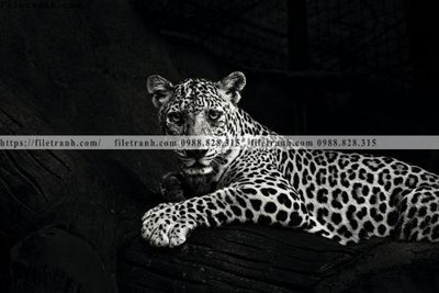 File tranh tranh con su tu 508 (gốc) in film