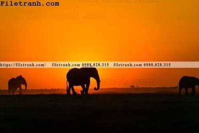 File in trần tranh con voi 102 (bản gốc 3D) sống động