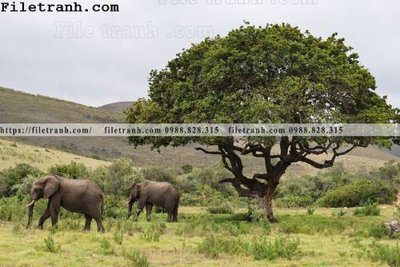 Tải file tranh con voi 104 (gốc) làm file tranh quảng cáo