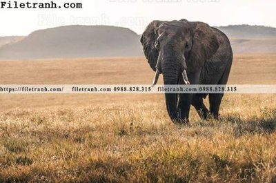 Tải file tranh con voi 106 (gốc) làm file tranh quảng cáo