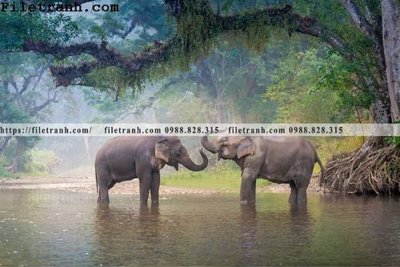 File gốc tranh con voi 120 (in tráng gương) sang trọng