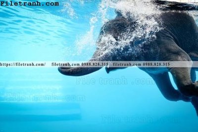 File gốc tranh con voi 129 (chuẩn màu) cho in offset