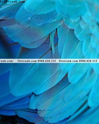 File tranh tranh decor hien dai tong hop 719 (bản gốc) in canvas