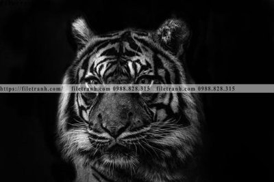 File ảnh gốc tranh den trang dong vat 505 không vỡ nét