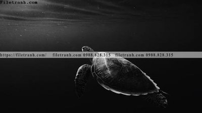 Tải file tranh tranh den trang dong vat 515 (gốc) tại Filetranh.com