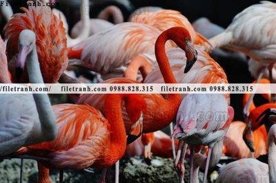 Tải file gốc tranh hong hac dep 309 (in khổ lớn) không mờ