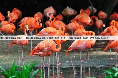 Mua file gốc tranh hong hac dep 313 (chất lượng) tại Filetranh.com