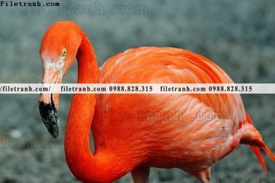 File in trần tranh hong hac dep 328 (bản gốc) trời sao