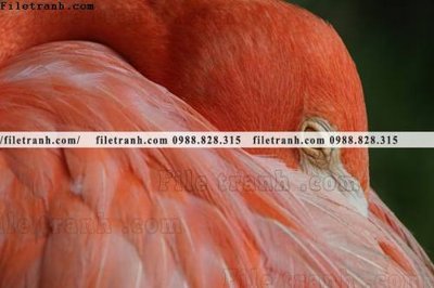 File gốc tranh hong hac dep 347 (in lụa) cao cấp