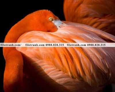 File gốc in mica tranh hong hac dep 352 chất lượng