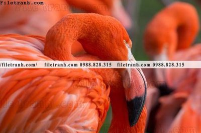 File tranh quảng cáo tranh hong hac dep 364 (download file gốc)