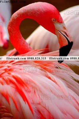 File tranh PSD tranh hong hac dep 379 chất lượng cao