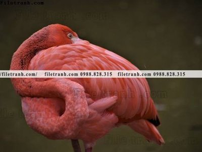 File tranh tranh hong hac dep 380 (gốc) chủ đề trẻ em