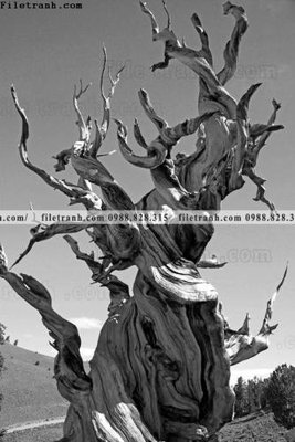 File in ấn tranh loi vao phong canh doc 617 (bản gốc) từ file gốc