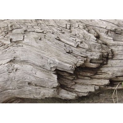 Kết xuất tường vân gỗ tự nhiên chất lượng độ nét cao - CLGTN-338