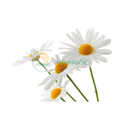 Hình ảnh hoa cúc trắng-imagestock-0124