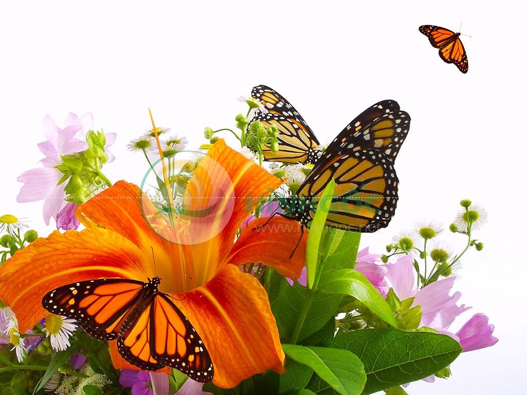 Hình ảnh hoa lá, bông hoa và bướm đẹp-imagestock-0138