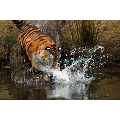Hình ảnh phong cảnh con hổ vằn uống nước suối-imagestock-0269