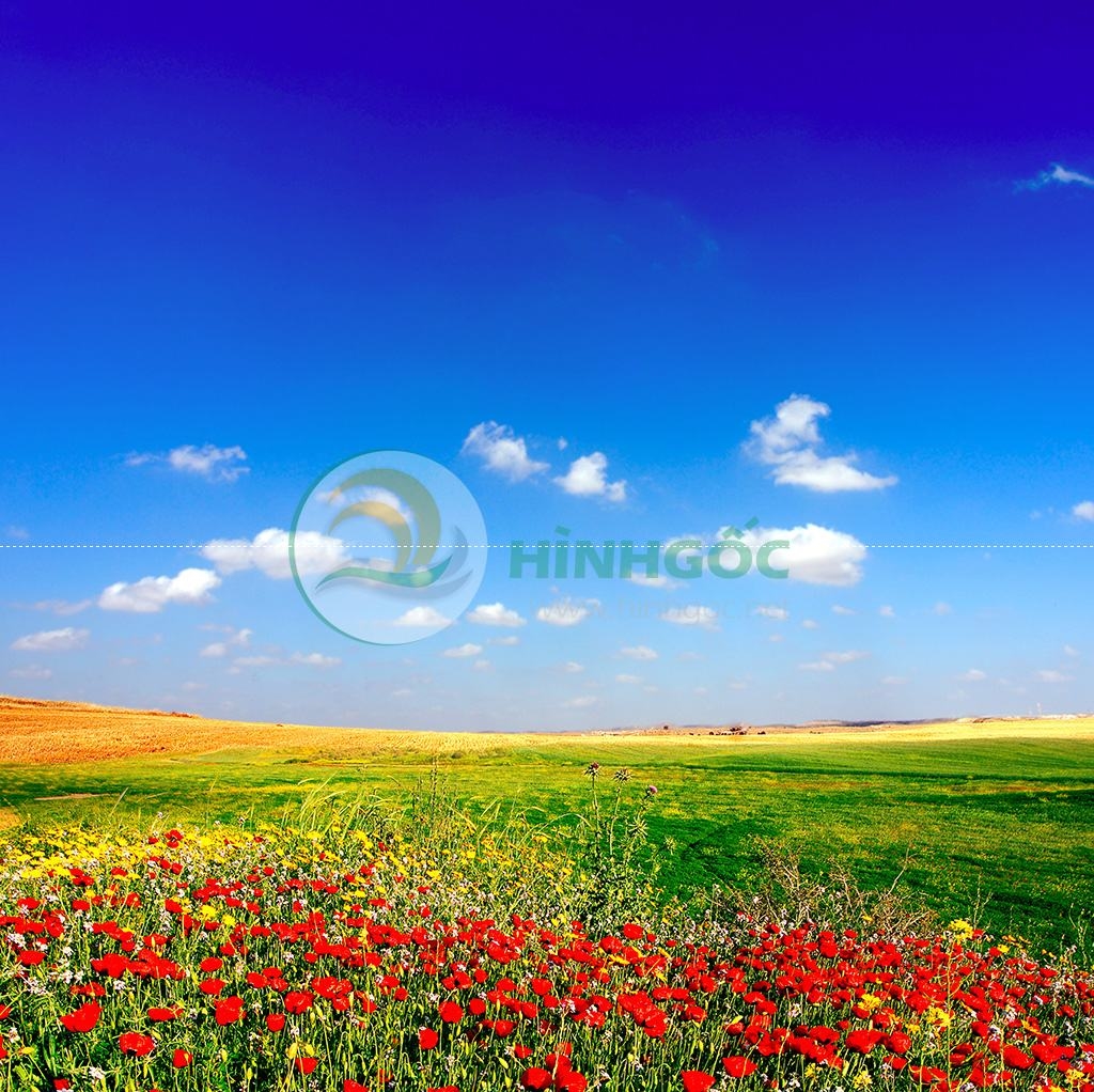 Hình ảnh phong cảnh vườn hoa tulip đỏ nở-imagestock-0358