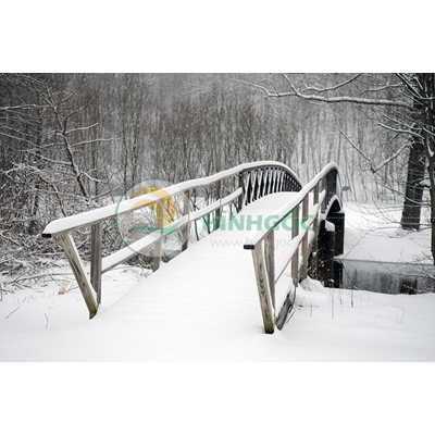 Hình ảnh phong cảnh cây cầu vào rừng-imagestock-0361