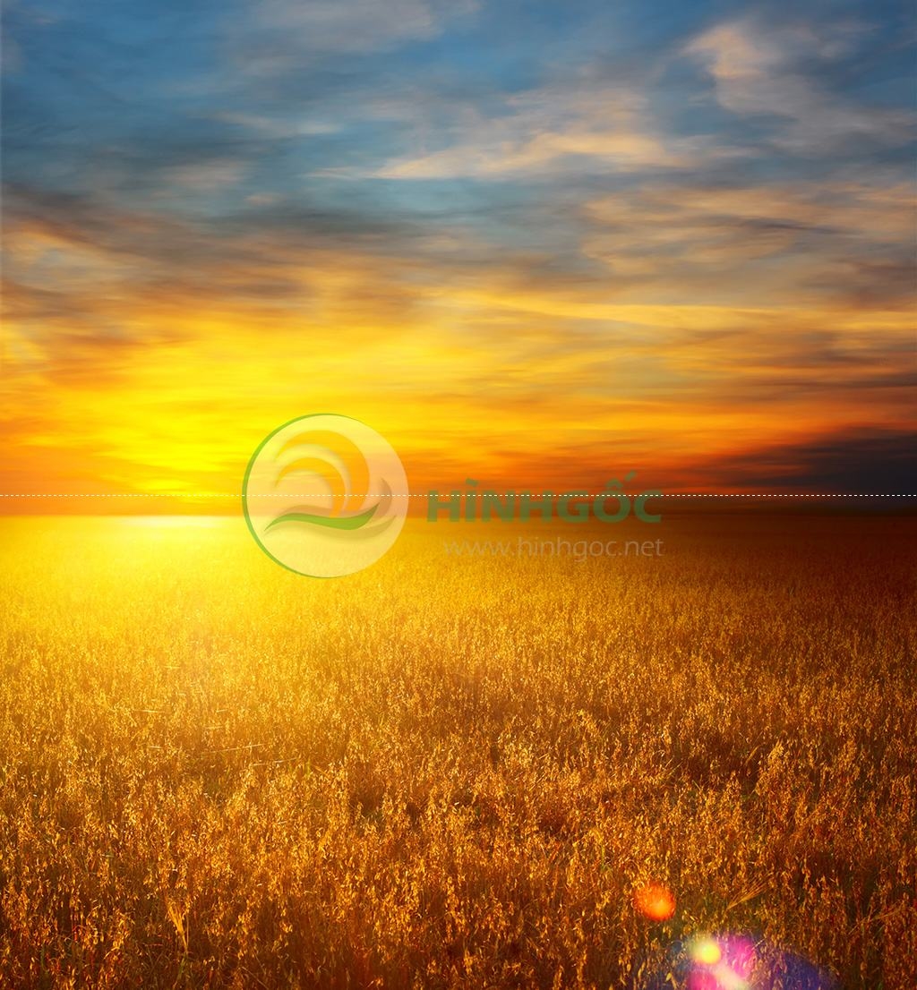 Hình ảnh làng quê cánh đồng lúa vàng-imagestock-0388