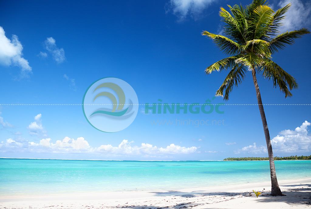 Hình ảnh phong cảnh biển bãi biển và cành dừa imagestock0217
