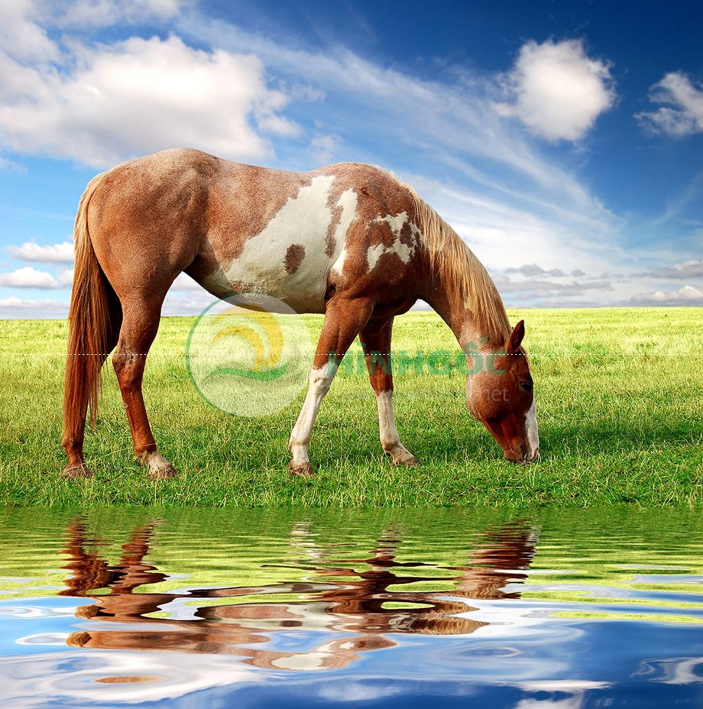 Hình ảnh con ngựa ăn cỏ-imagestock-0400