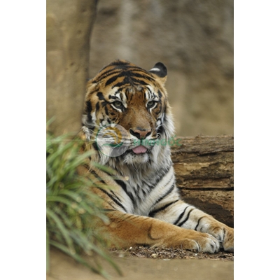 Hình ảnh động vật, Hình ảnh con hổ vằn-imagestock-0439