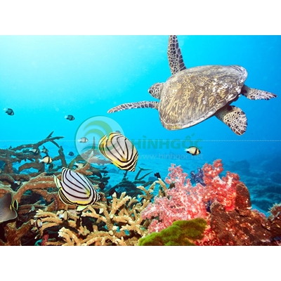 Hình ảnh phong cảnh biển rùa dưới biển-imagestock-0446