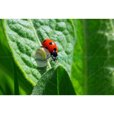 Hình ảnh phong cảnh cành lá và con bọ cánh cứng-imagestock-0461