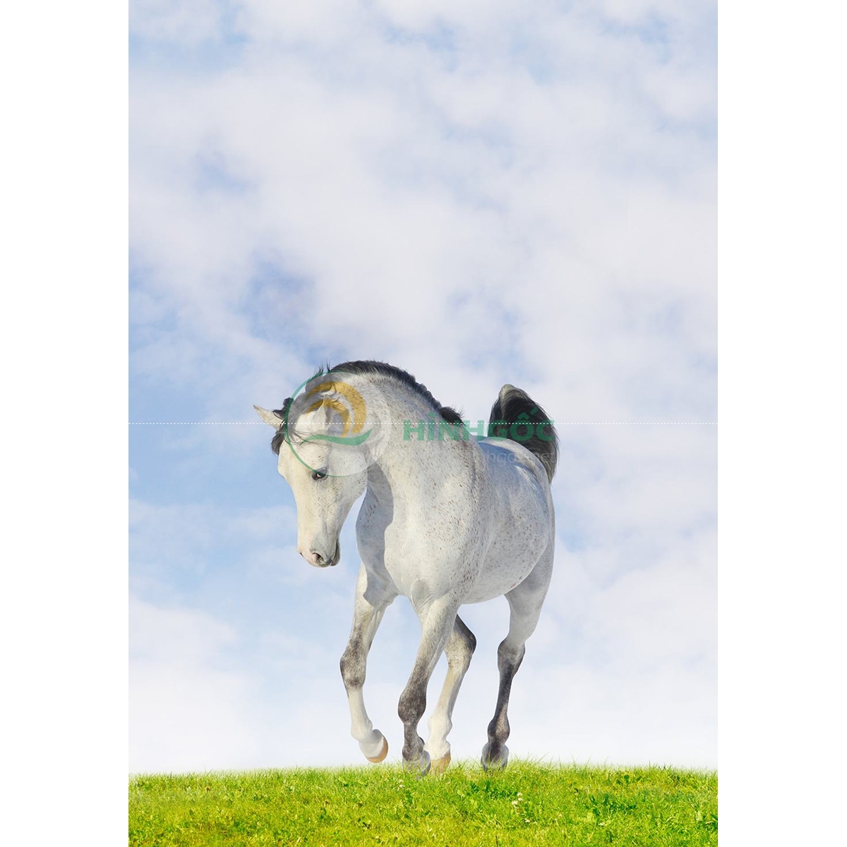 Hình ảnh con ngựa trắng-imagestock-0472