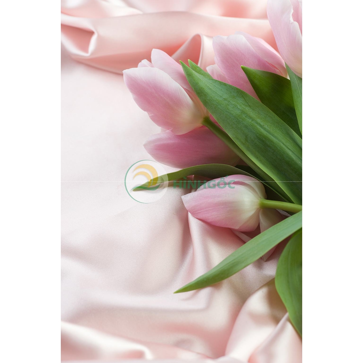 Hình ảnh hoa tulip, bó hoa tulip hồng-imagestock-0482
