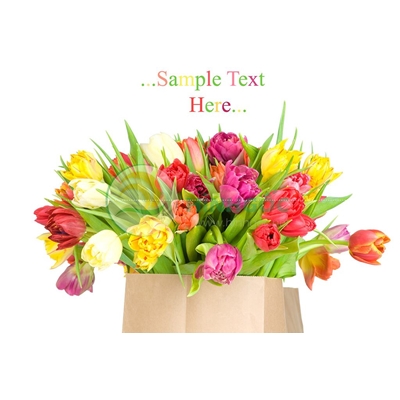 Hình ảnh hoa tulip, túi hoa tulip sắc màu-imagestock-0487